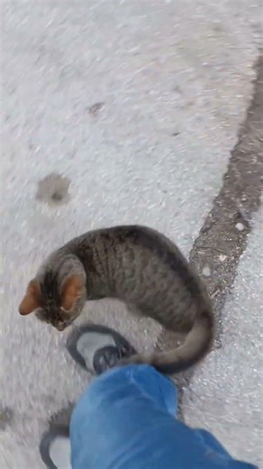 Cute cat #cat #kitten #cute #