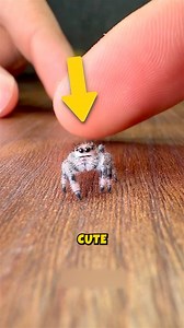 Ever seen a jumping spider take down a meal worm? #animals #fypシ #spider #cuteanimals | ZooLogic