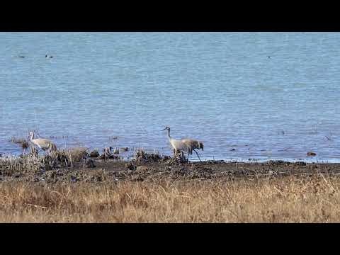 Stock Video - Sandhill Cranes walking on the shoreline of Utah Lake