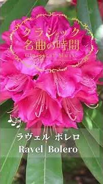 【1分クラシック】こどもと聴きたい名曲集 #クラシック #リラックス #朝