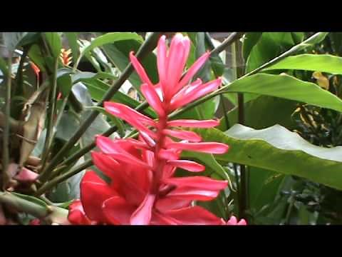 Growing Red Ginger Plants: How To Plant And Care For Red Ginger
