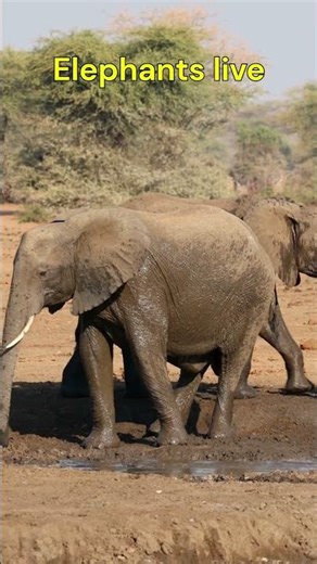 Elephants in Africa | The Largest Land Animal