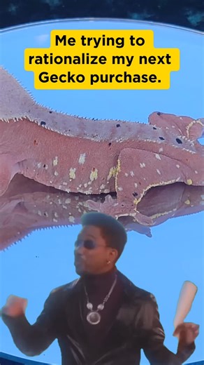 GeckoDaddy on TikTok