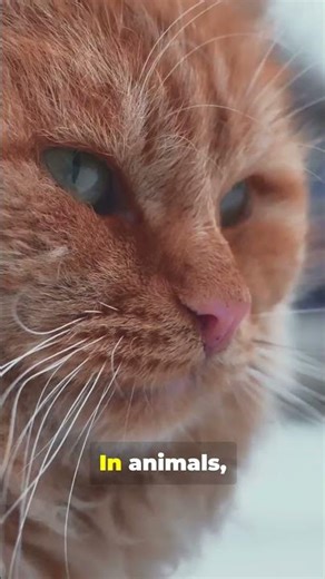 Why Do We Get Goosebumps?