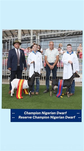 Goats? More like G.O.A.T.s 🐐🏆 Windsor High School's show-winning Nigerian Dwarf goats have topped the competition at the Sydney Royal Easter Show! 🐐🏅 #LoveWhereYouLearn #EasterShow2025 | NSW Department of Education