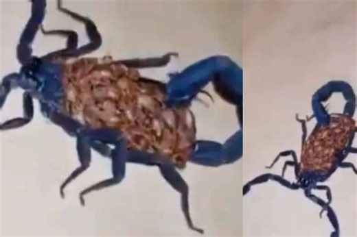 Alacrán azul gigante causa impacto en San Pedro, Coahuila