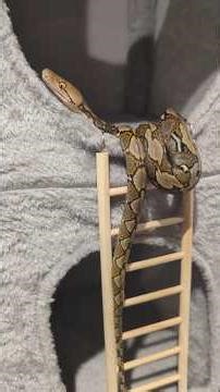 Meet Cassie, my pet python. She's very special to me.