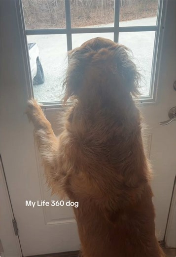 Life 360 Dog: Golden Retriever Adventures