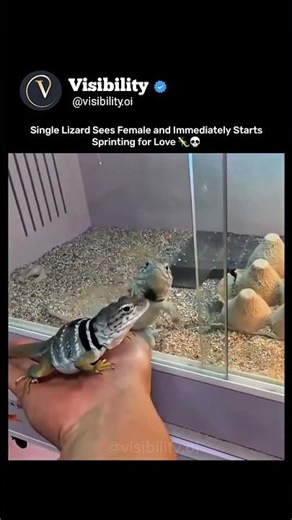 Single Lizard Sees Female and Immediately Starts Sprinting for Love