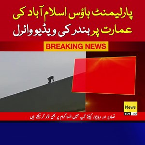 Monkey at Parliament house Islamabad | News 24/7 Urdu