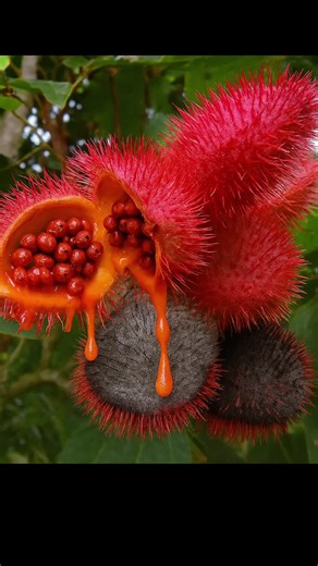 facial serum using the power of bixin and vitamin c. natural, organic superior ant aging #vitamincserum #facialtreatment #facialserumc #antiaging