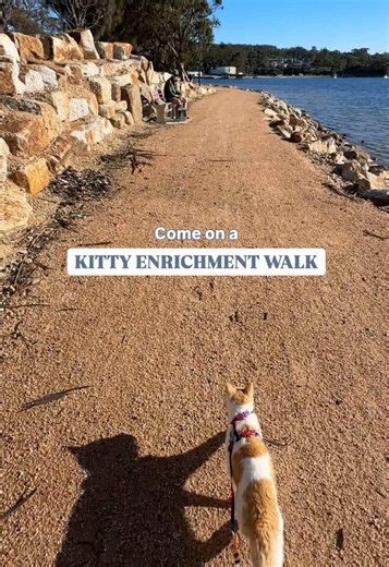 Enrichment looks a little different now that we’re no longer experiencing new places and smells every day 🥾🐈🌞🎒 #catenrichment #catbackpack #adventurecat #enrichmentwalk #travelcat