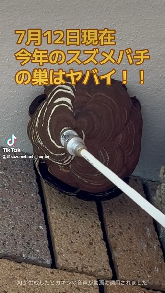 【スズメバチ】雨のない梅雨の影響で今年のスズメバチの巣の成長がヤバイ😨 #スズメバチ #蜂 #蜂の巣