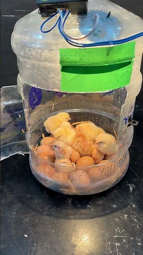 Amazing water bottle egg Incubator idea