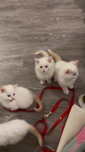 Gentlest Cat Breed: Exploring the World of Ragdolls