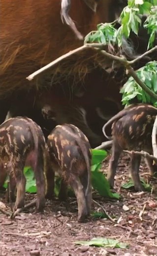 River Pig – The Rare Inhabitant of Asia’s Waters