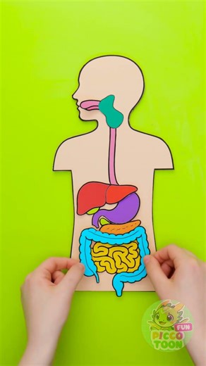 🫀 Mission: Inside the Body! 🧠 How Your Organs Work Together! 🔍✨
