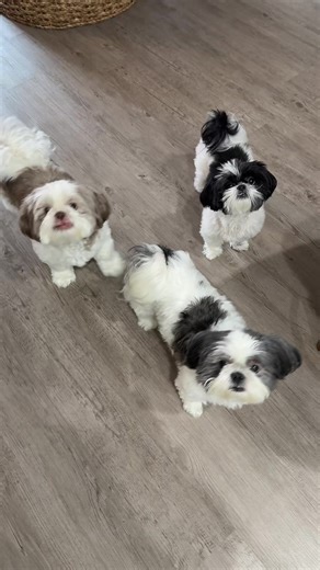 jakee.frankee.jt (@jakee.frankee.jt)’s videos with original sound - jakee.frankee.jt