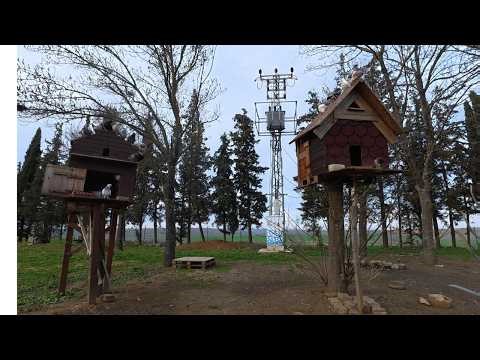 Tumbler Pigeons Flying, Rolling & Feeding 🕊️ Amazing Outdoor Action