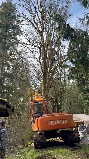 EXCAVATOR REMOVING TREE STUMPS AND TREES THE EASY WAY!!