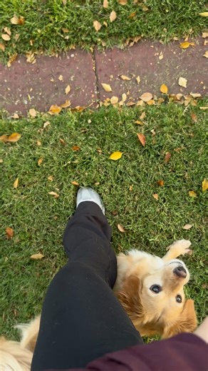 Hero Learns the “Under” Trick | Smart Dog Training