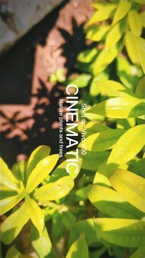 Shot in vivo v30 Nature #cimatic#vlogs#mifusion