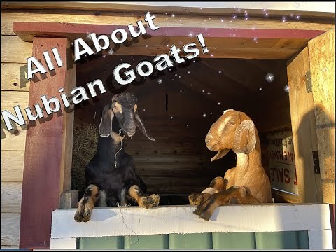 All about Nubian goats!