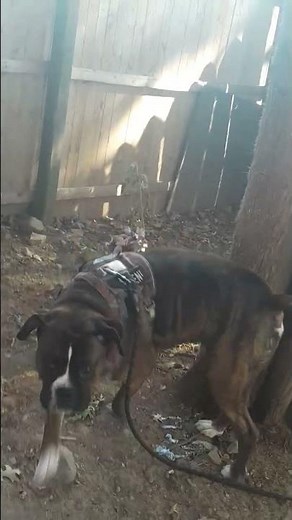 Draco In Yard Boy Boxer & Need To Plant Grass Seeds