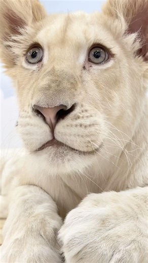 아기백사자 루나 눈꼽 공주님. 눈꼽 끼어도 이쁘죠 #네이처파크 #아기백사자 #백사자 #whitelion #animals #루카루나 #lioncubs 📷 2026.3.1