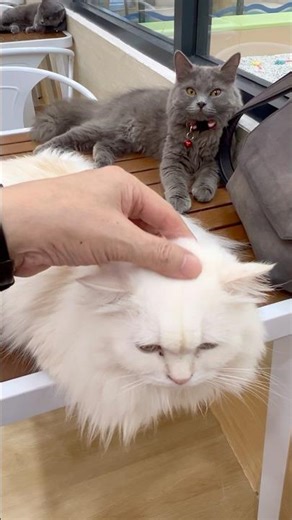 Cat Pleasure Meter: MAXED OUT 🐾❤️