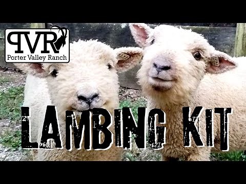 Lambing Kit For Novice Shepherds // How to prepare for lambs being born