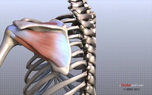 【搬运】肩部解剖动画教程【Shoulder Anatomy Animated Tutorial】