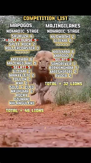 Mapogo Vs Majingilane | Rivals List🤫 #sabisands #lion #krugernationalpark #wildlife #fighting
