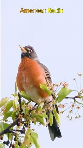 American Robin | North America's Cheerful Songbird