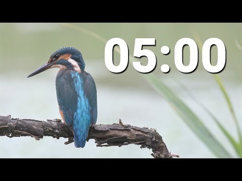 5 Minute Countdown Timer With Alarm - Kingfisher Nesting