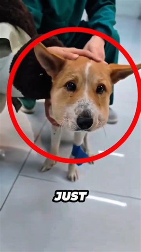 They saved a severely injured dog from the street #animals #shorts