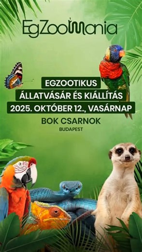 🦎Ha érdekelnek az egzotikus állatok, akkor gyere el október 12-én az EgZoo Mániára!🦎 ➡️Jegyvásárlás: https://www.tixa.hu/egzoo-mania-20251012 #egzoomania2025 | EgZoo Mania
