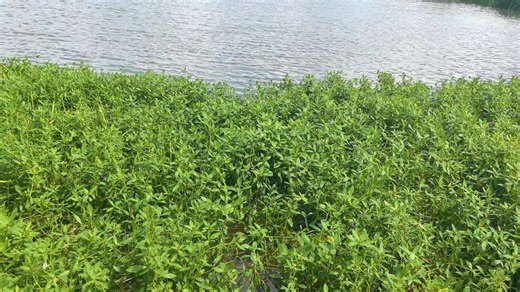 昨日入城市 归来泪满巾 遍身罗绮者 不是养蚕人---镇江丹阳的入侵植物空心莲子草@喜旱莲子草