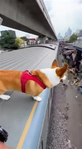 การเดินทางที่ปลอดภัยกับหมาคอร์กี้