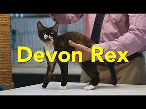 The Devon Rex at a TICA Cat Show