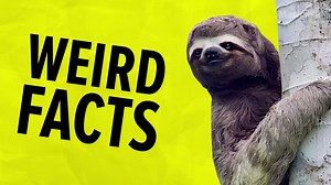 148K views · 955 reactions | 8 chill facts about sloths. | Mashable | Facebook