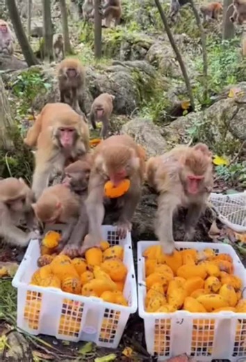 crazy animals on Instagram: "Crazy Mongkey 🤣🤣😂 #mongkey #naturelovers"