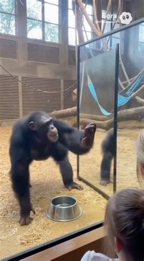 🐵🤯 Chimpanzee Sees Its Own Reflection and Completely Panics #chimpanzee #mirror