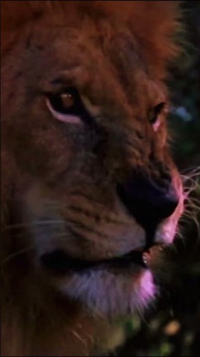 Baby & the Lion Scene #mr.bones #comedymovie #funnymovie #movieclips #africanmovies