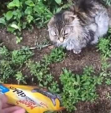 Half Life 2 Stalker Scream