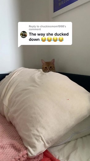 Replying to @chuckiesmom1998 just channeling her inner “meer-cat”