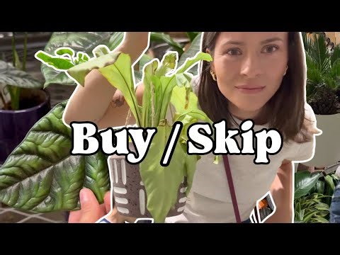Lowe’s vs Home Depot Plant Shopping… What I’d Buy vs Skip