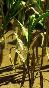 green plant at sand beach