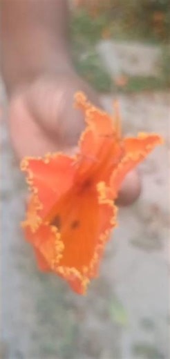 Beautiful Tree Beautiful Flower _ African Tulip #eco