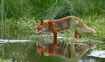 Can Foxes Swim? When, How and Why Foxes Swim! and Which Ones